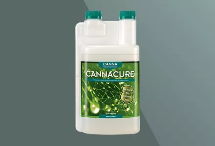 CANNACURE